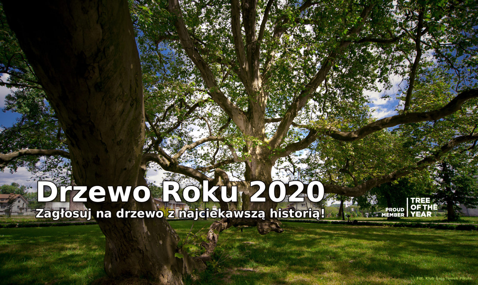 Zagłosuj na przyrodę i wybierz Drzewo Roku 2020