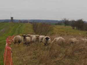 Owce dotarły do Pargowa - projekt INT162