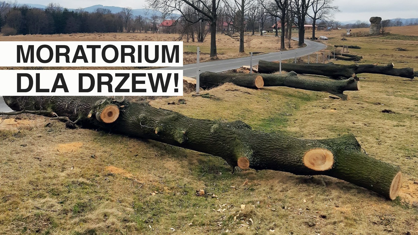 Moratorium dla drzew!