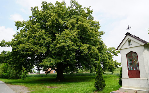 Europejskie Drzewo Roku - głosowanie na półmetku!