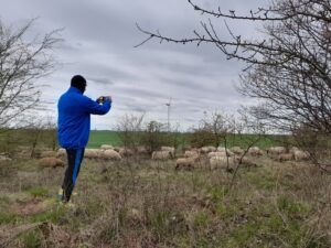Prawie jak redyk! - przemarsz owiec w obszarze transgranicznym projektu INT162