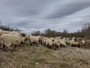 Prawie jak redyk! - przemarsz owiec w obszarze transgranicznym projektu INT162