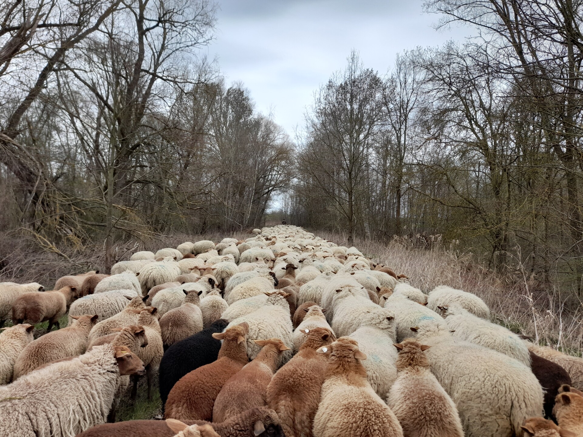 Prawie jak redyk! - przemarsz owiec w obszarze transgranicznym projektu INT162