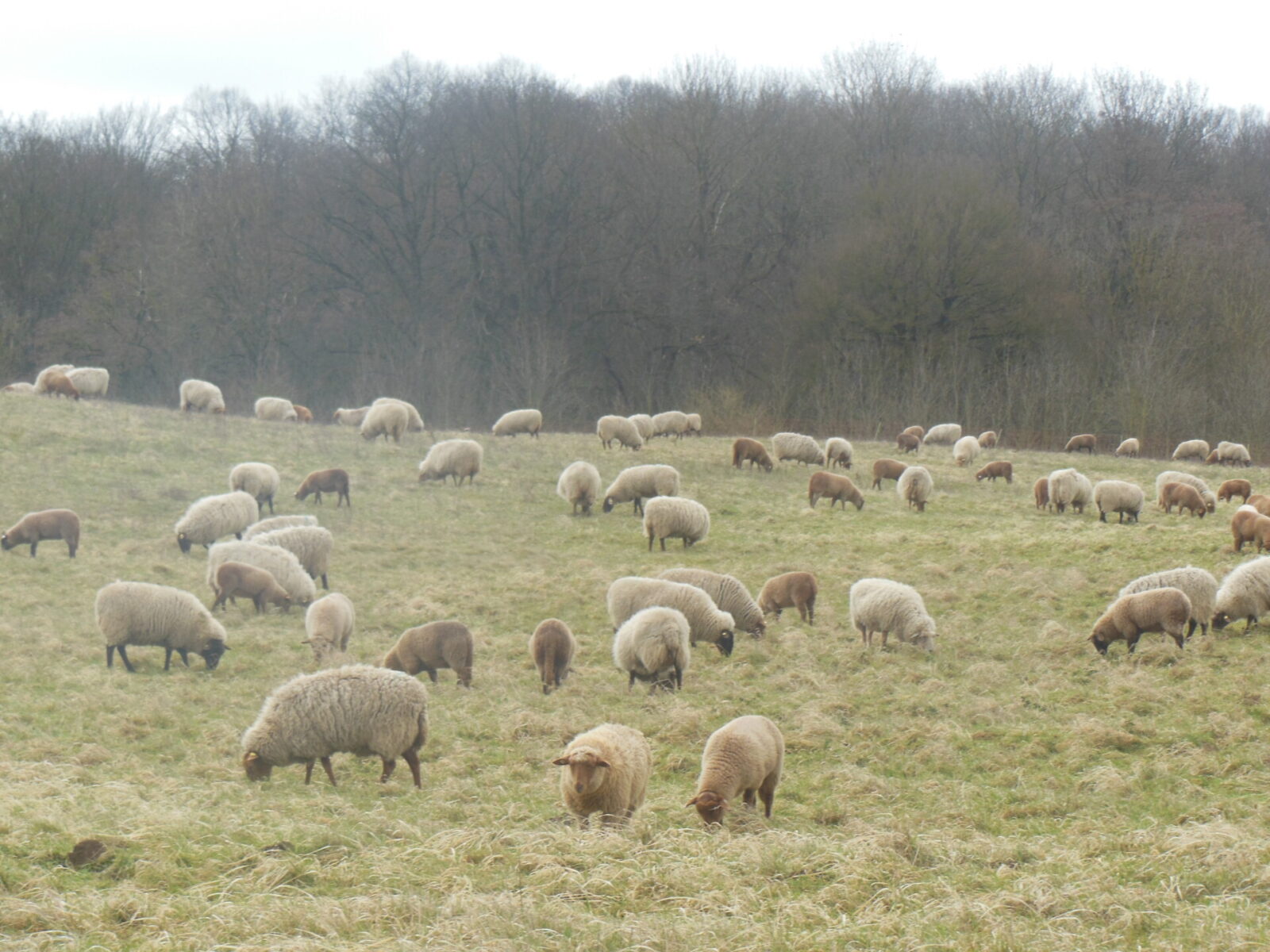 Kontynuacja wypasu owiec w projekcie INT162