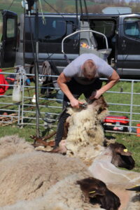 Strzyżenie stada owiec wypasanego na murawach projektu INT162
