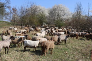 Strzyżenie stada owiec wypasanego na murawach projektu INT162