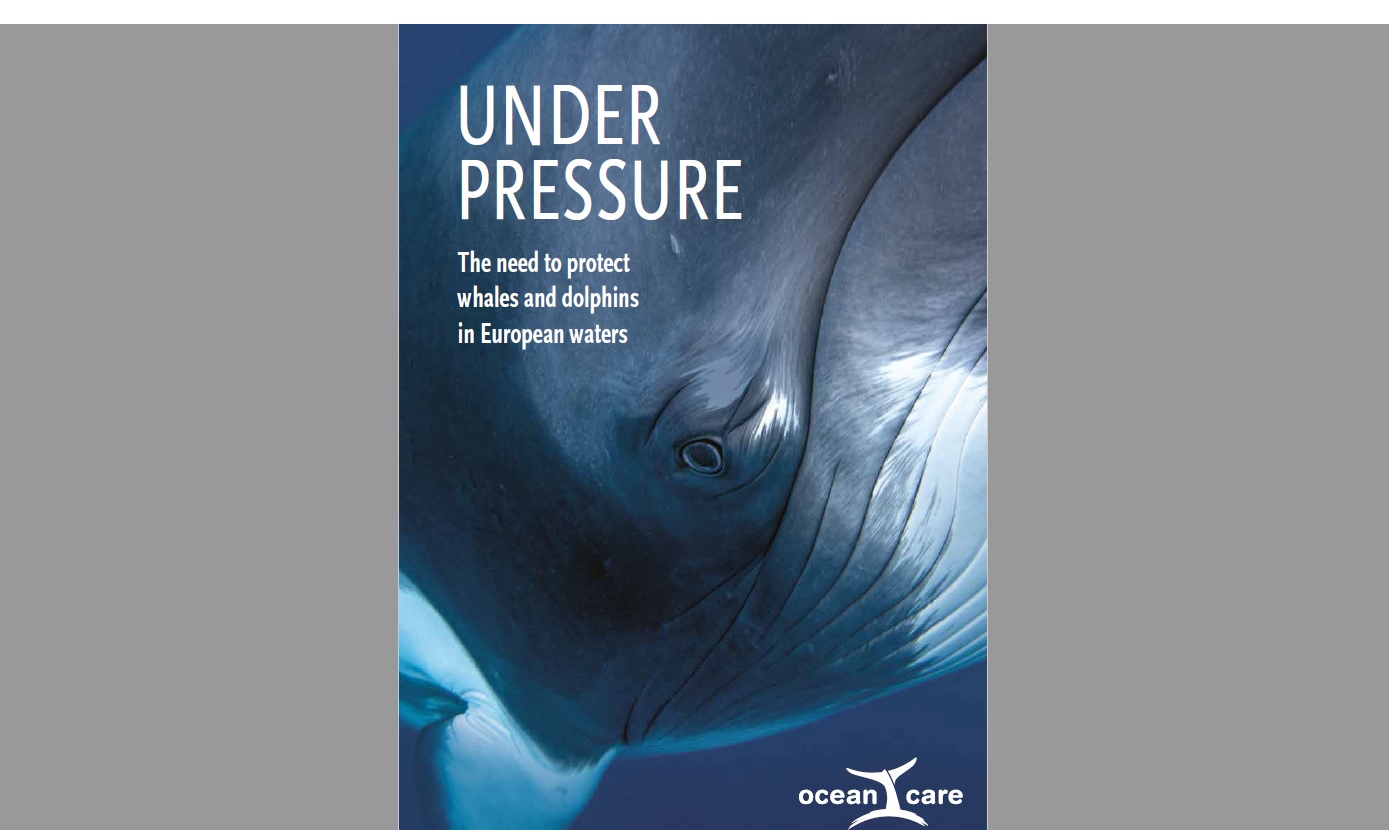 "Pod presją: Potrzeba ochrony wielorybów i delfinów w wodach europejskich" - aktualny raport  OceanCare