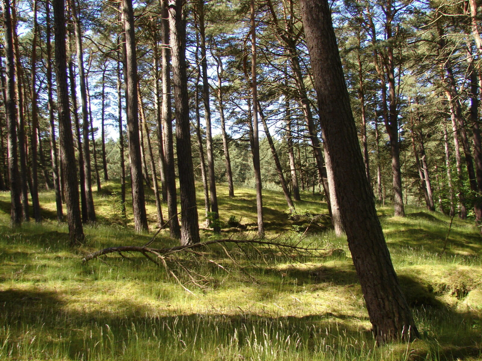 Wycinka lasu w Łukęcinie – mieszkańcy kontra Nadleśnictwo