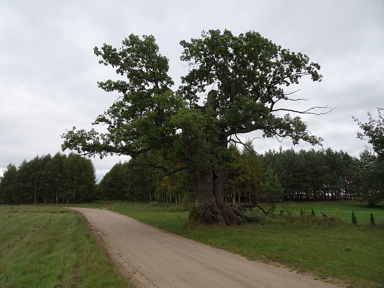 Dąb Dunin z Puszczy Białowieskiej konkuruje o tytuł Europejskiego Drzewa Roku 2022