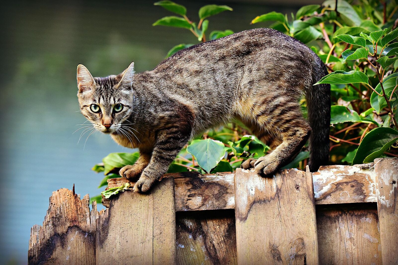 Kot domowy w krajowej bazie gatunków obcych