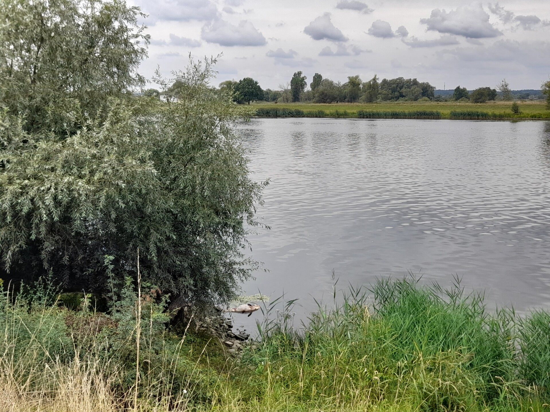 Stanowisko „Nauki dla Przyrody” w sprawie renaturyzacji Odry i polskich rzek