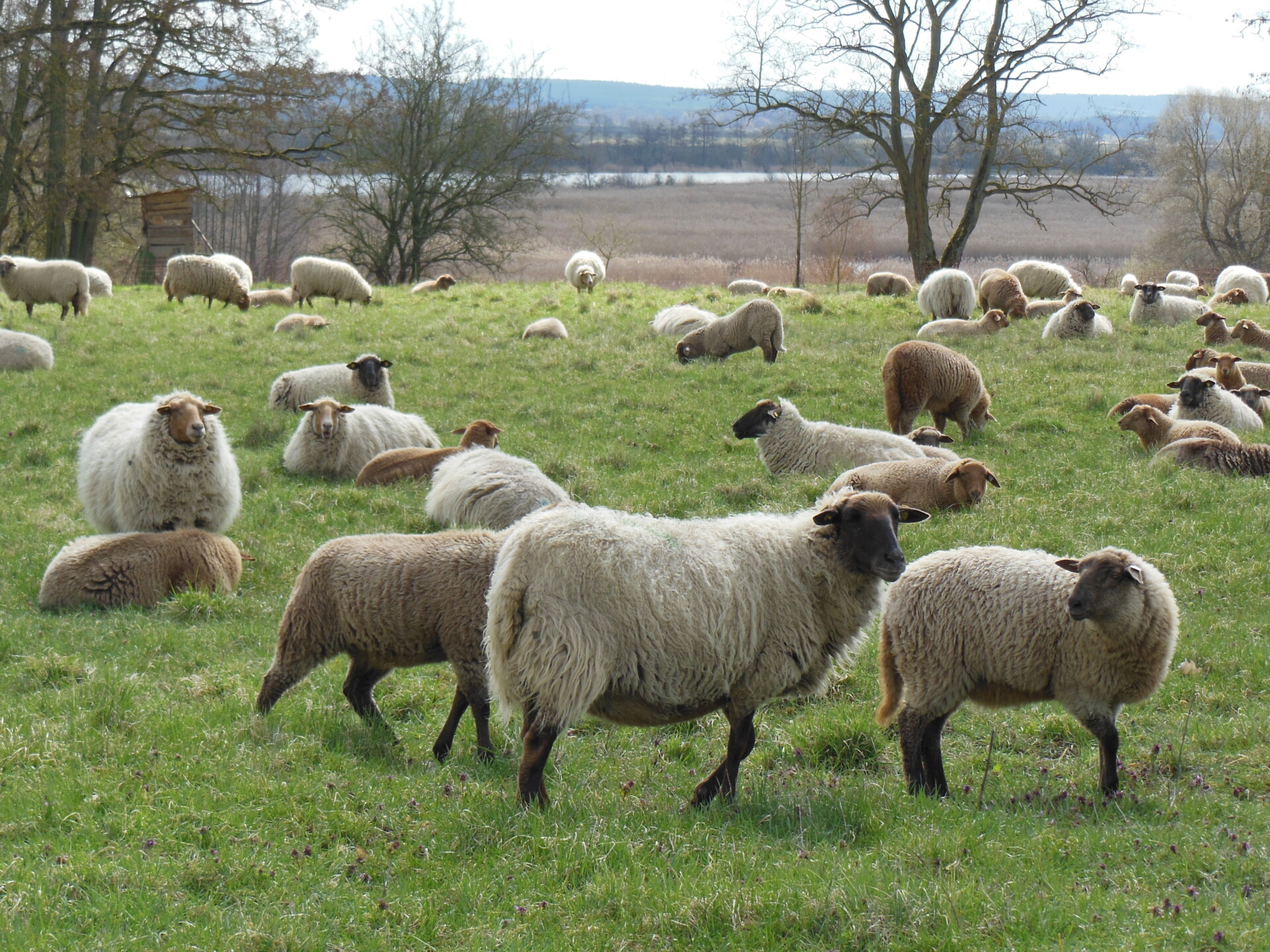 Wypas owiec zwiększa bioróżnorodność łąk - artykuł