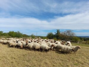 Ostatni wypas owiec w projekcie INT162 rozpoczęty