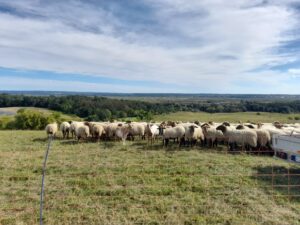 Ostatni wypas owiec w projekcie INT162 rozpoczęty