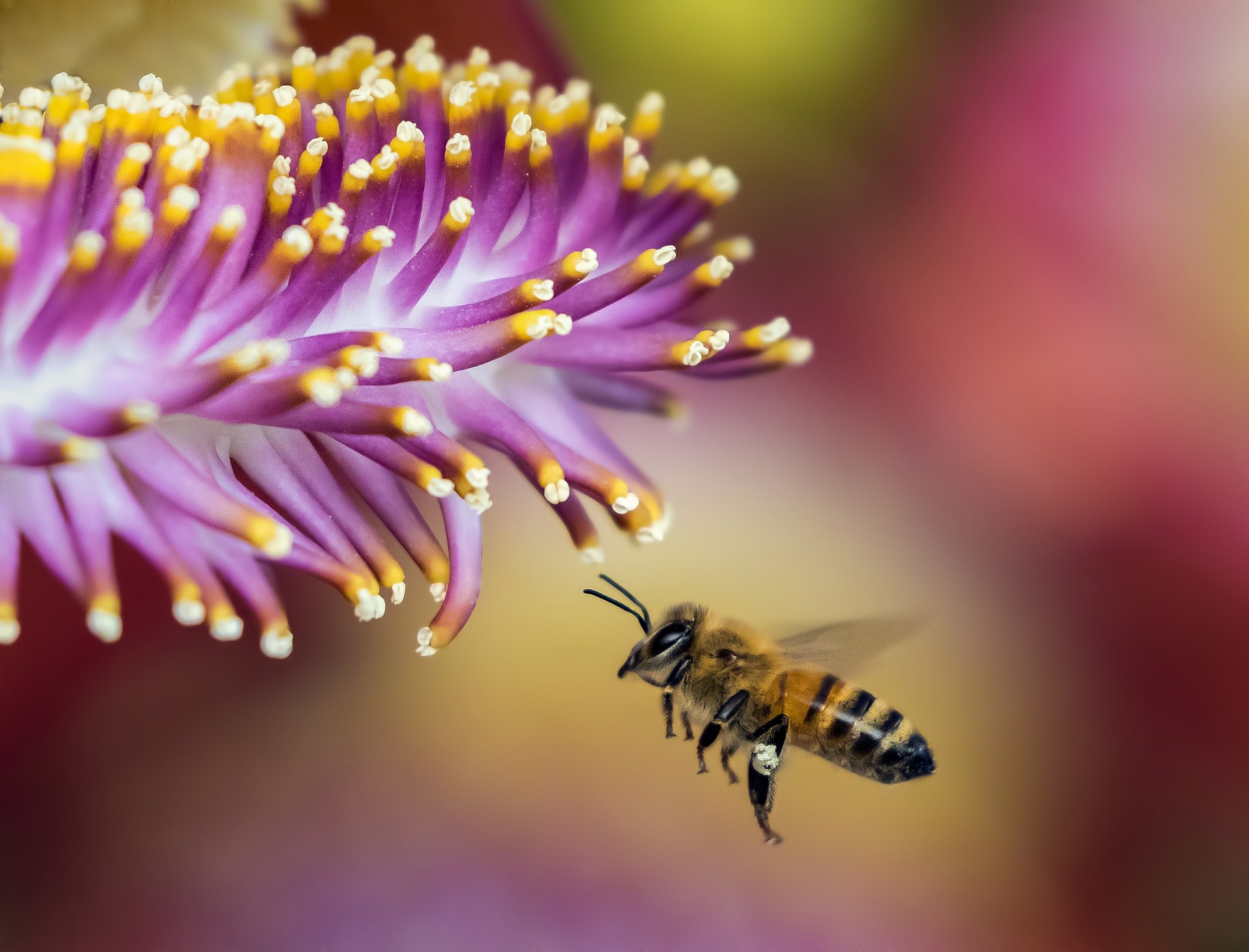 Inicjatywa “Ratuj pszczoły i rolników” - uznana za skuteczną przez Komisję Europejską!