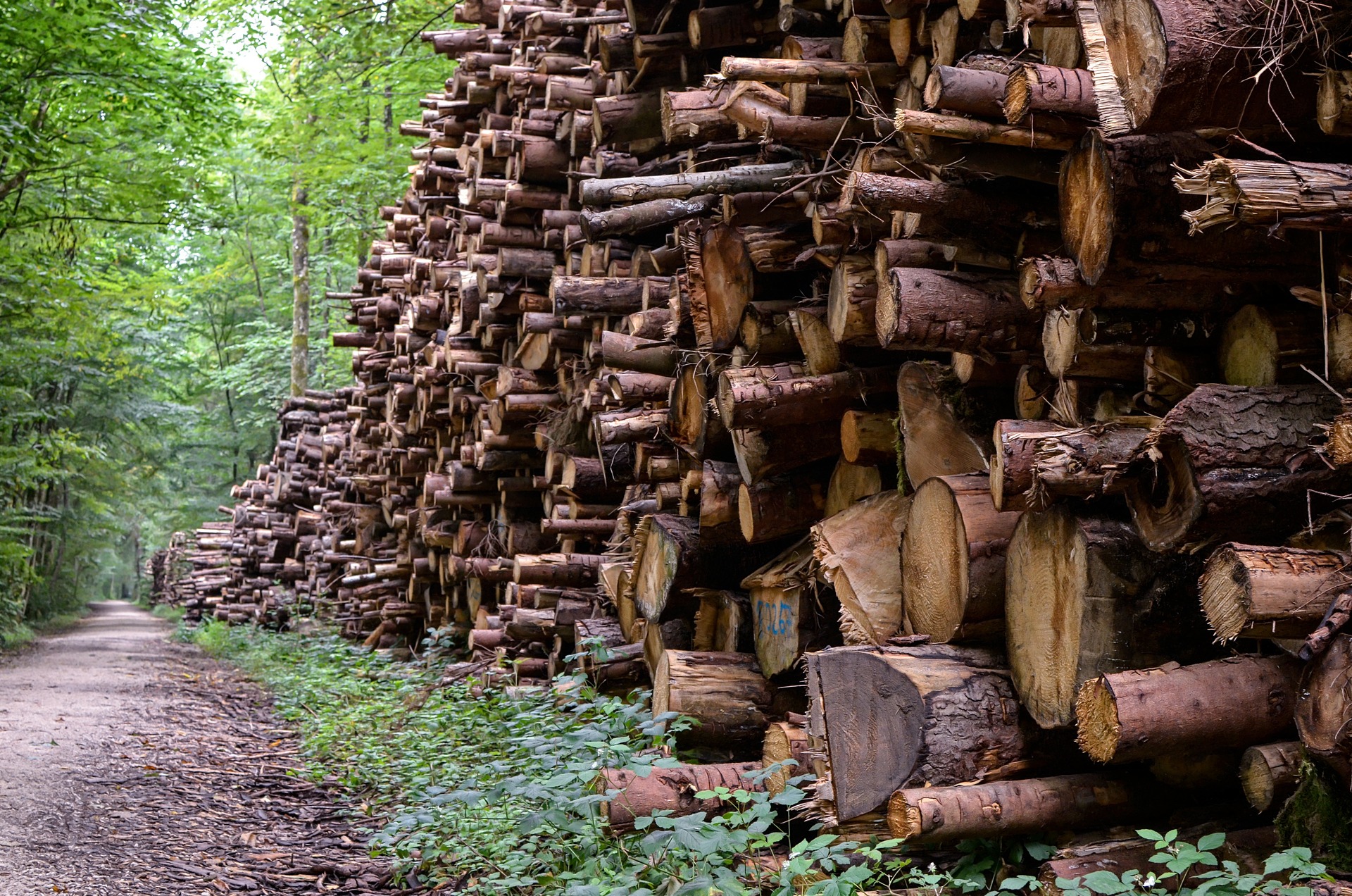 Apel o zaprzestanie wykorzystywania biomasy leśnej na skalę przemysłową ze względu na jej wpływ na globalną różnorodność biologiczną i klimat
