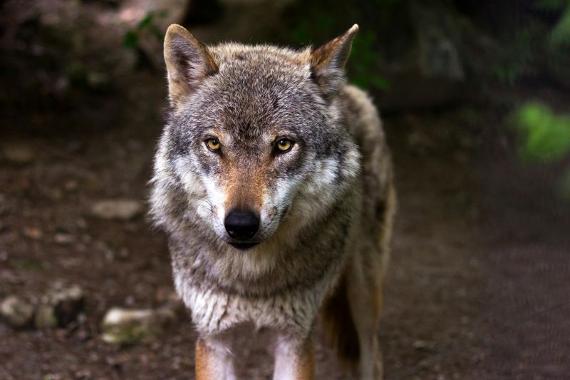 Obniżenie statusu ochronnego wilka