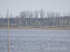 Gardzka Kępa – Natura 2000 Zalew Kamieński i Dziwna PLB320011