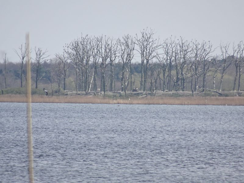 Gardzka Kępa – Natura 2000 Zalew Kamieński i Dziwna PLB320011