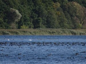 Obszar Natura 2000 Zalew Kamieński i Dziwna PLB320011