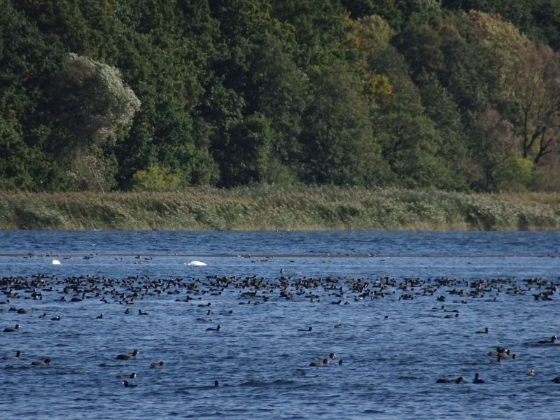 Obszar Natura 2000 Zalew Kamieński i Dziwna PLB320011