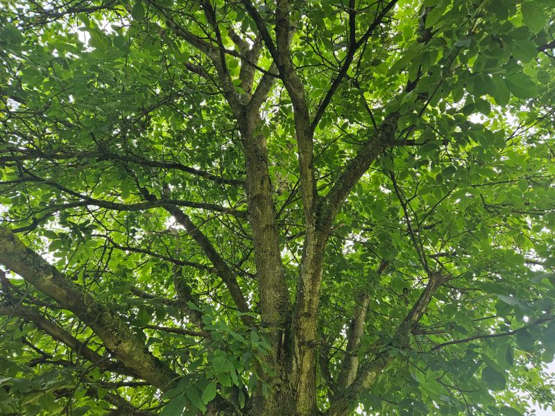 Kampania TreeTag