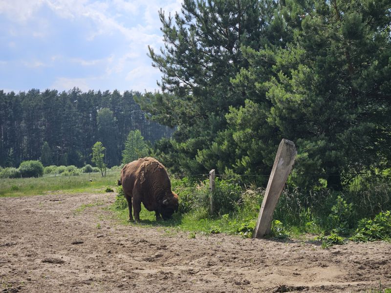 Lokalne i regionalne plany odtwarzania siedlisk i gatunków w ramach projektu ReCo