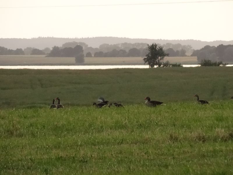 Liczenia ptaków wodnych na Pomorzu Zachodnim