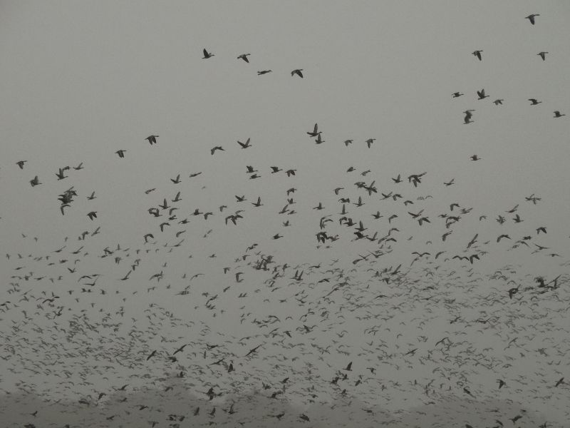 Monitoring ptaków w Polsce