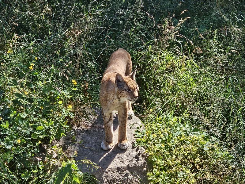 Zwierzę Roku – plebiscyt na ochronę przyrody Zwierzę Roku – plebiscyt na ochronę przyrody