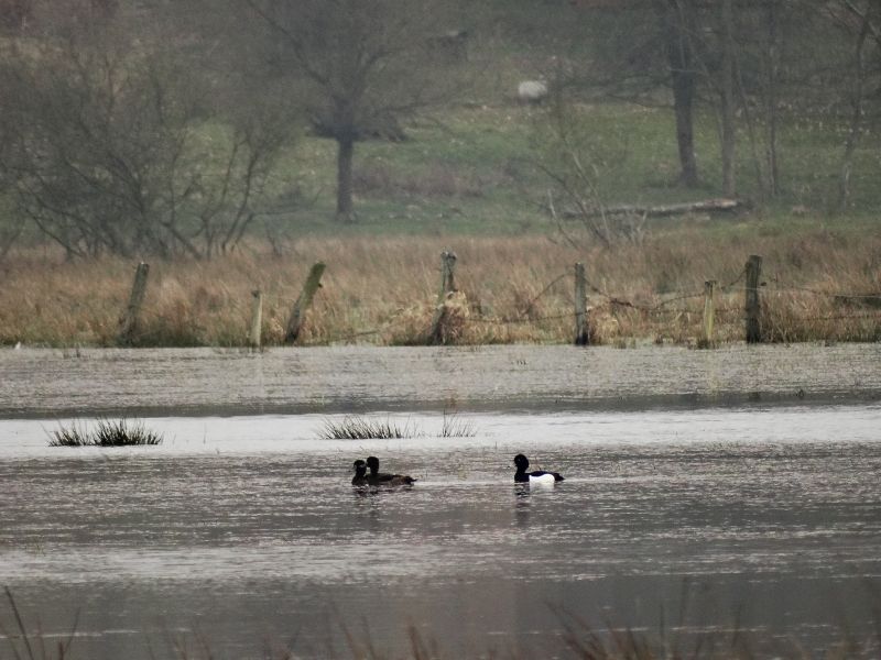 Wycofanie 5 gatunków ptaków z listy gatunków łownych Wycofanie 5 gatunków ptaków z listy gatunków łownych