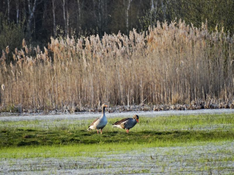 Płatność do torfowisk i obszarów podmokłych Płatność do torfowisk i obszarów podmokłych