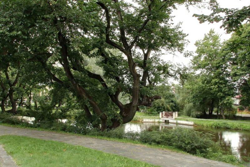 Krzywe Drzewo z Szydłowca w konkursie Europejskie Drzewo Roku 2026 Krzywe Drzewo z Szydłowca w konkursie Europejskie Drzewo Roku 2026