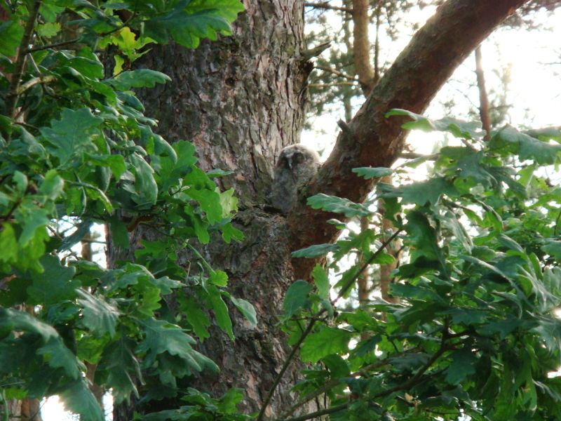 Koniec z wycinkami drzew w czasie lęgów - apel