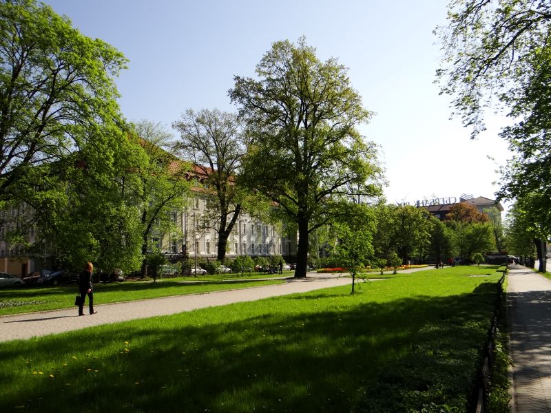 Trudne życie drzew w mieście Trudne życie drzew w mieście