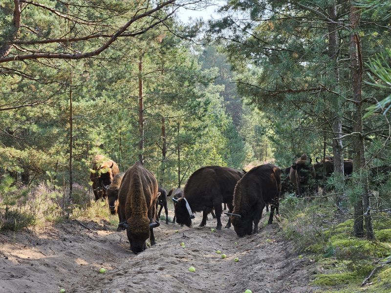 Projekt ReCo i telemetria żubrów w publikacji Nature Ecology & Evolution Projekt ReCo i telemetria żubrów w publikacji Nature Ecology & Evolution