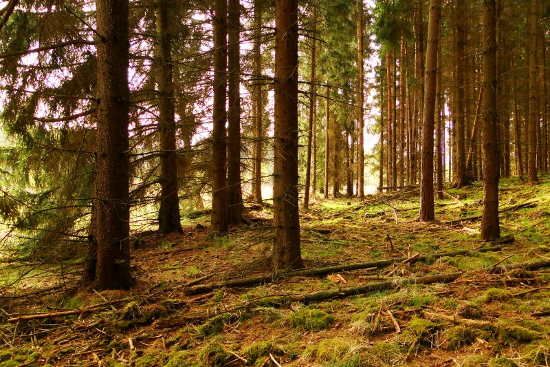 Nowy Plan Zarządzania Puszczą Białowieską podpisany